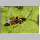 Ichneumon crassigena - Schlupfwespe m109b 15mm - fdet02b-Joel Valemberg.jpg